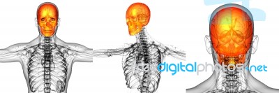 3d Rendering Medical Illustration Of The Skull Bone Stock Image