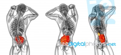 3d Rendering Medical Illustration Of The Small Intestine Stock Image