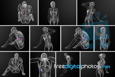 3d Rendering Medical Illustration Of The Spleen Stock Image