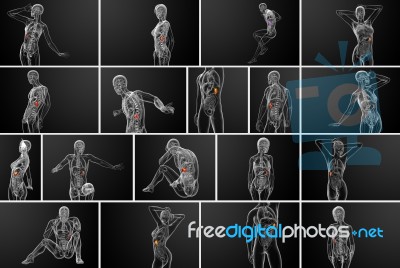 3d Rendering Medical Illustration Of The Spleen Stock Image