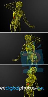 3d Rendering Medical Illustration Of The Spleen Stock Image