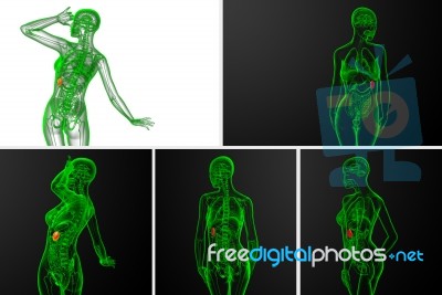 3d Rendering Medical Illustration Of The Spleen Stock Image