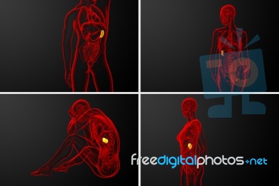 3d Rendering  Medical Illustration Of The Spleen Stock Image