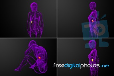 3d Rendering Medical Illustration Of The Spleen Stock Image