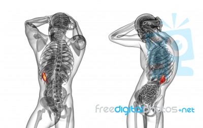 3d Rendering Medical Illustration Of The Spleen Stock Image