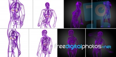 3d Rendering Medical Illustration Of The Spleen Stock Image