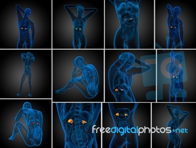 3d Rendering Medical Illustration Of The Spleen Stock Image