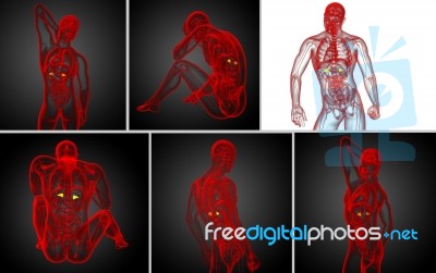 3d Rendering Medical Illustration Of The Spleen Stock Image