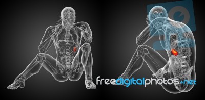 3d Rendering Medical Illustration Of The Spleen Stock Image