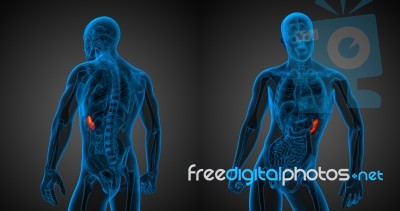 3d Rendering Medical Illustration Of The Spleen Stock Image