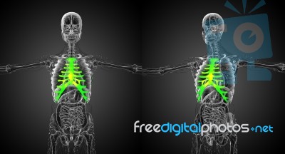 3d Rendering Medical Illustration Of The Sternum And Cartilage Stock Image