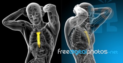 3d Rendering Medical Illustration Of The Sternum Bone Stock Image