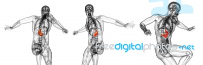 3d Rendering Medical Illustration Of The Stomach Stock Image