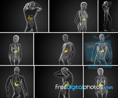 3d Rendering Medical Illustration Of The Stomach Stock Image