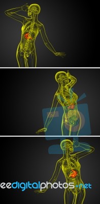 3d Rendering Medical Illustration Of The Stomach Stock Image