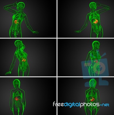 3d Rendering Medical Illustration Of The Stomach Stock Image