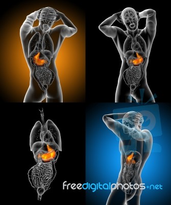 3d Rendering Medical Illustration Of The Stomach Stock Image