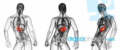 3d Rendering Medical Illustration Of The Stomach Stock Image