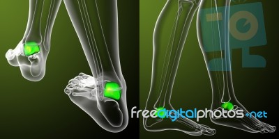 3d Rendering Medical Illustration Of The Talus Bone Stock Image