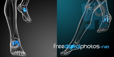 3d Rendering Medical Illustration Of The Tarsals Bone Stock Image