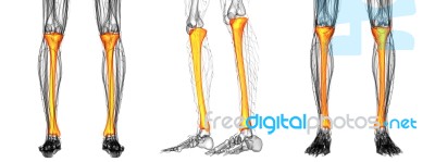 3d Rendering Medical Illustration Of The Tibia Stock Image