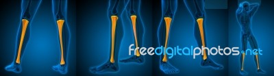 3d Rendering Medical Illustration Of The Tibia Stock Image