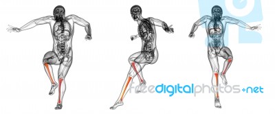 3d Rendering Medical Illustration Of The Tibia Stock Image