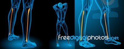 3d Rendering Medical Illustration Of The Tibia Stock Image