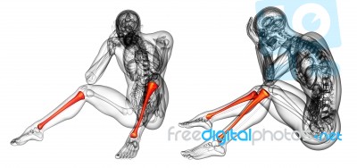 3d Rendering Medical Illustration Of The Tibia Stock Image