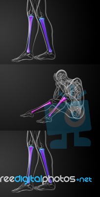 3d Rendering Medical Illustration Of The Tibia Bone Stock Image