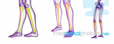 3d Rendering Medical Illustration Of The Tibia Bone Stock Image