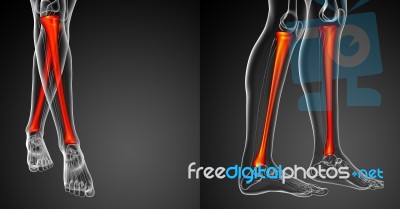 3d Rendering Medical Illustration Of The Tibia Bone Stock Image