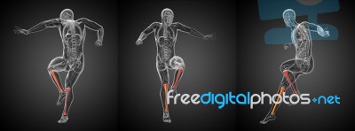 3d Rendering Medical Illustration Of The Tibia Bone Stock Image