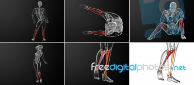 3d Rendering Medical Illustration Of The Tibia Bone Stock Image