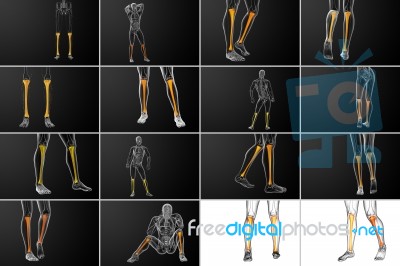 3d Rendering Medical Illustration Of The Tibia Bone Stock Image