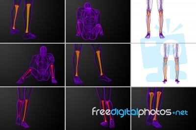 3d Rendering Medical Illustration Of The Tibia Bone Stock Image