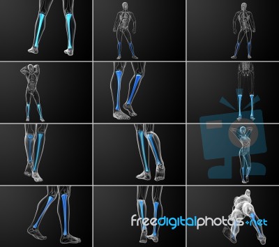 3d Rendering Medical Illustration Of The Tibia Bone Stock Image