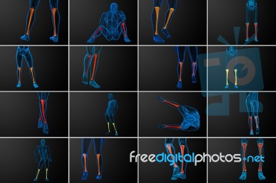 3d Rendering Medical Illustration Of The Tibia Bone Stock Image