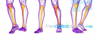 3d Rendering Medical Illustration Of The Tibia Bone Stock Image