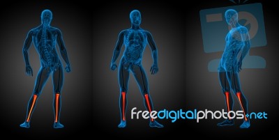 3d Rendering Medical Illustration Of The Tibia Bone Stock Image