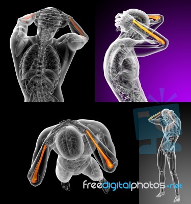 3d Rendering Medical Illustration Of The Ulna Bone Stock Image