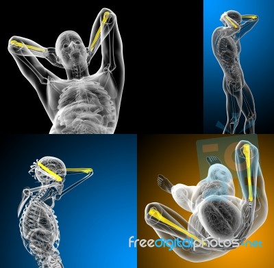 3d Rendering Medical Illustration Of The Ulna Bone Stock Image