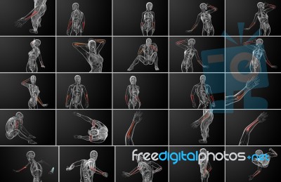 3d Rendering Medical Illustration Of The Ulna Bone Stock Image