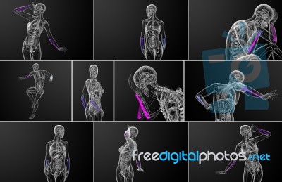 3d Rendering Medical Illustration Of The Ulna Bone Stock Image