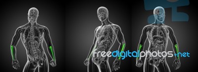 3d Rendering Medical Illustration Of The Ulna Bone Stock Image