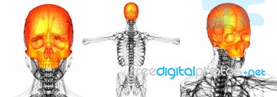 3d Rendering Medical Illustration Of The Upper Skull Stock Image