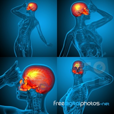 3d Rendering Medical Illustration Of The Upper Skull Stock Image