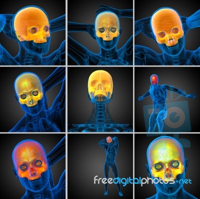 3d Rendering  Medical Illustration Of The Upper Skull Stock Image