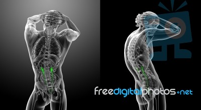 3d Rendering Medical Illustration Of The Ureter Stock Image