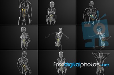 3d Rendering Medical Illustration Of The Ureter Stock Image